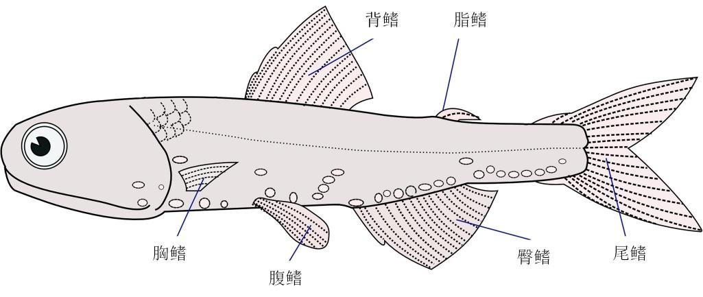 首先解释一下为啥软骨鱼纲是37.10,辐鳍鱼纲就跳到了37.