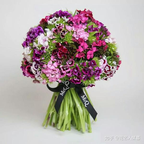 石竹梅与绿石竹这对姐妹花你喜欢谁