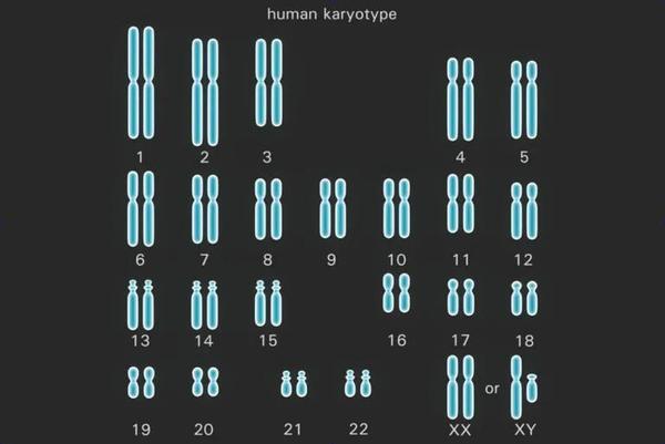 人类有23对染色体,其中前22对属于常