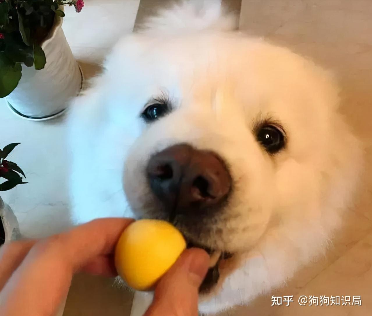 就算没钱,也要给狗狗吃这些,味美营养高