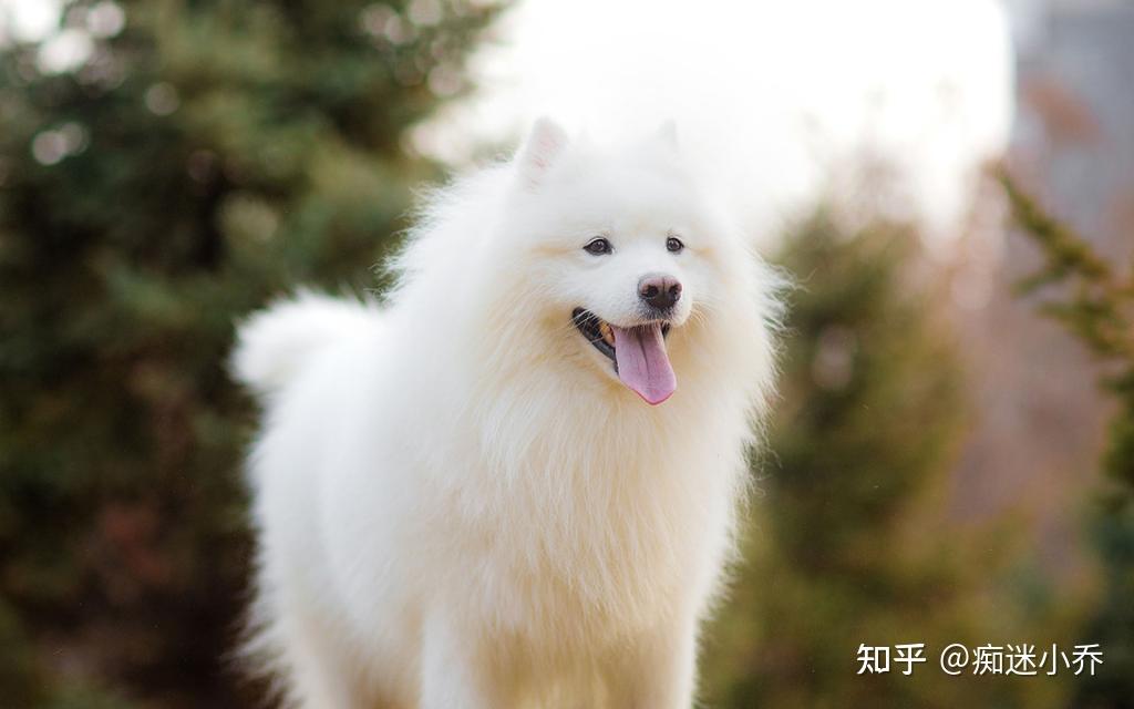 中型犬养什么好6大适合家养的中型狗排名有你喜欢的吗