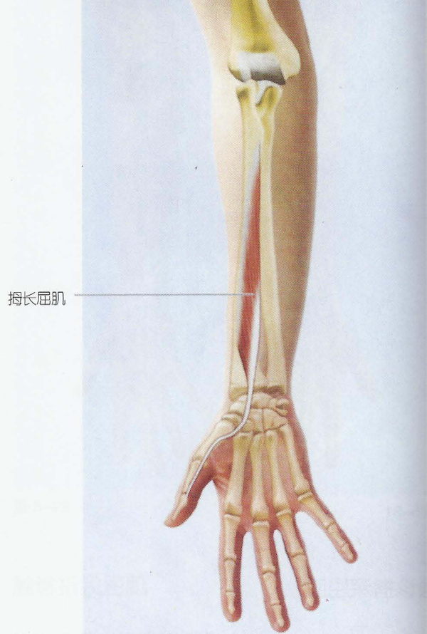 6,拇长屈肌(flexor pollicis longus)