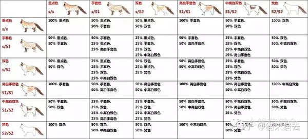 布偶猫配对颜色图表 布偶猫配色繁殖表