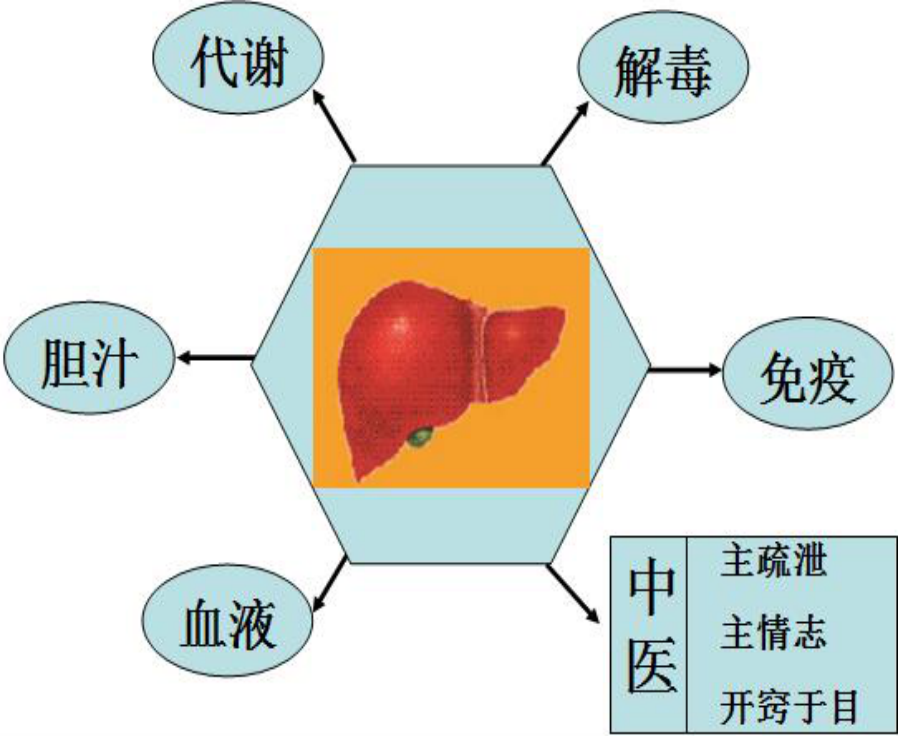 肝的功能非常多,现在研究测定的肝脏功能指标已经超过500多种,但是