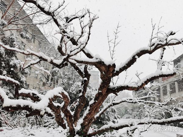 大雪压枝头   桃红亦争春