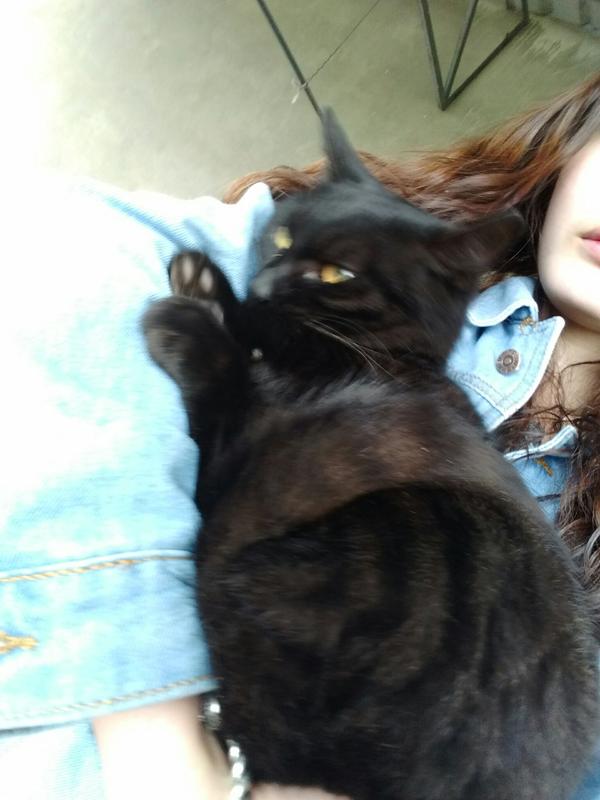 狸花猫有纯黑色的吗?