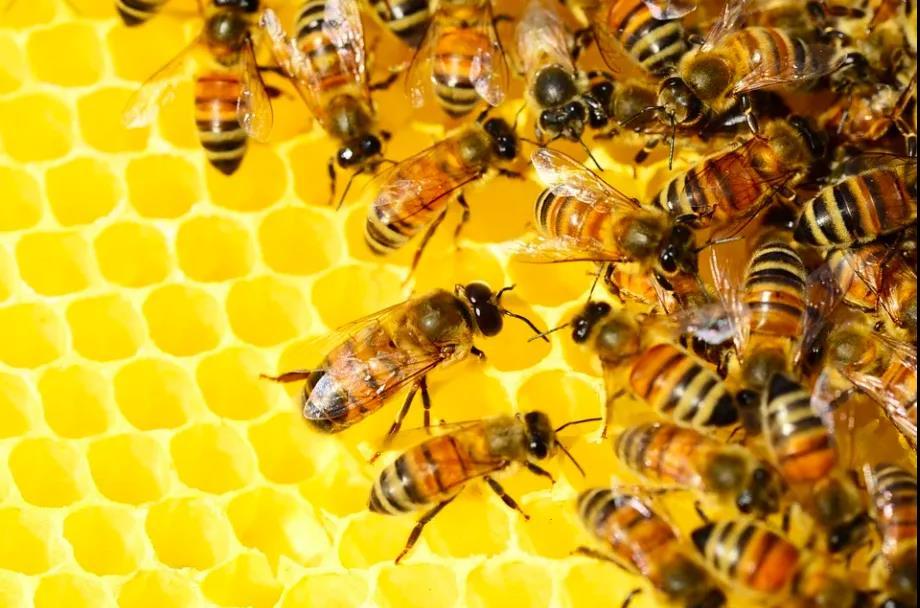蜜蜂筑巢不只遵循简单规则也懂规划设计