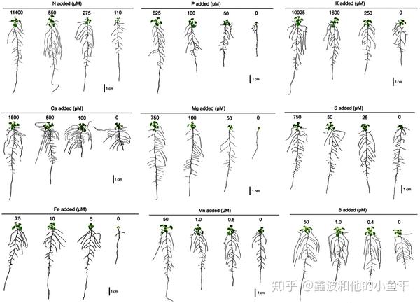 植物根系发育对矿质营养及水分的响应