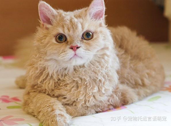 从深圳市到呼和浩特市托运1只塞尔凯克卷毛猫宠物猫托运宠物猫快递