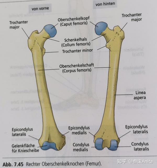 右股骨(前面观与后面观)