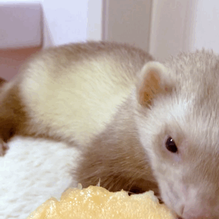 雪貂作为宠物是不是很合适呢?