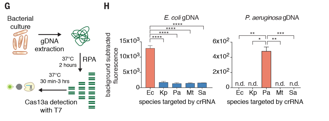 Crispr