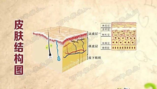 下面我们就带着问题,走近皮肤,解开皮肤的面纱,去认识它,了解它.