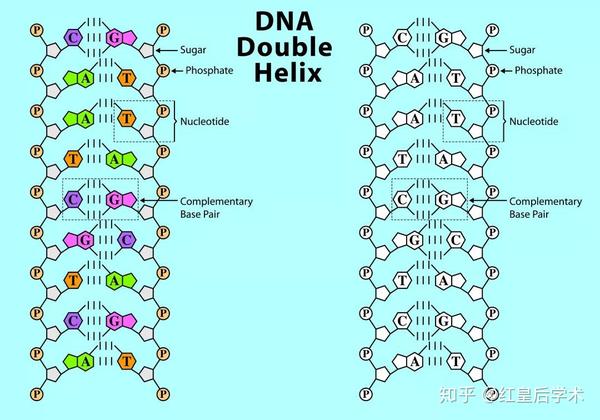 dna的二级结构