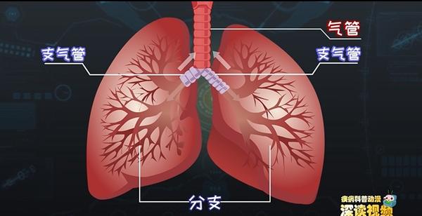 支气管上连着气管,下扎进肺里,不断分支,像一棵倒着长的树,医学上叫做