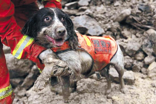 12年了汶川地震中的搜救犬们它们还好吗