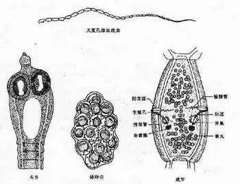 如何养狗 系列135 狗狗常见绦虫病的防治