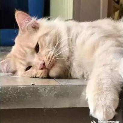 超亲人橘猫无故被弃养2次,被送回收容所的失望表情.