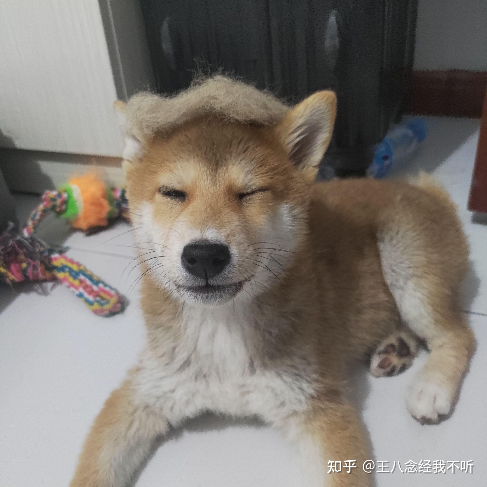 家里4个月的柴犬才8斤正常吗这是真正的柴犬吗