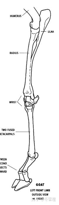 动物骨骼-臂和前肢