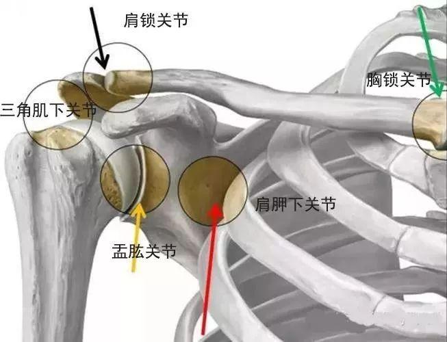 肩关节解剖图,关注盂肱关节的位置.