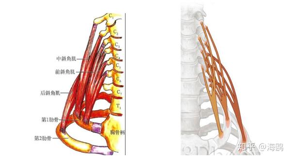 短粗脖子手臂麻颈椎病最重要的一块肌肉斜角肌