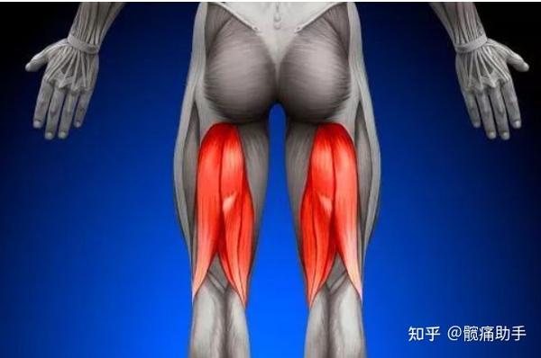 从坐骨结节的位置一直向下到膝关节的内侧位置有非常长的一条肌肉,就
