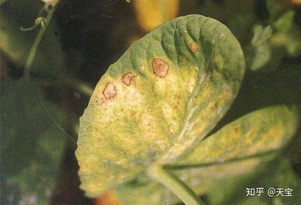 荷兰豆高产种植技术及田间管理