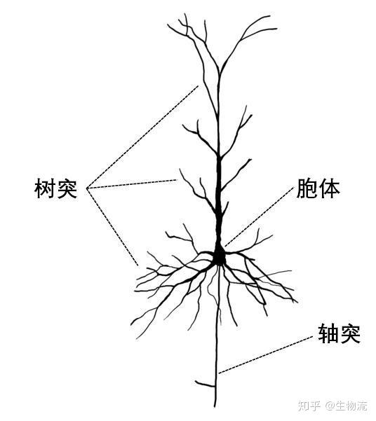 椎体神经元的树突,胞体和轴突