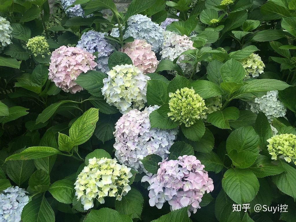 绣球(hydrangea macrophylla),为绣球科绣球属灌木,古称紫阳花.