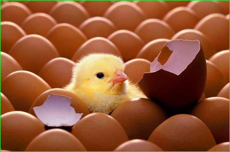 孵化一词,一般虽指卵生动物,但也适用于卵胎生动物.