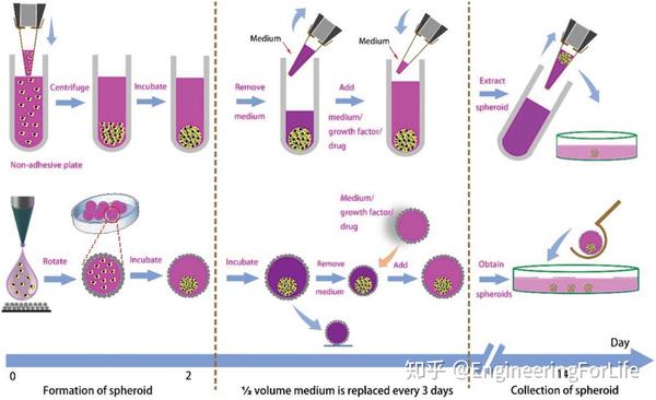 advancedscience细胞微团培养策略液体弹珠生物反应器