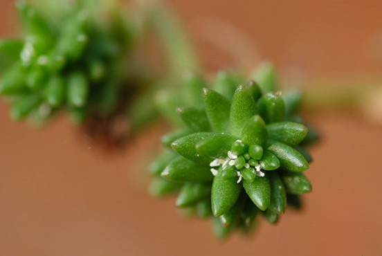 多肉植物常见的6种虫害每一种都能要了肉肉的命