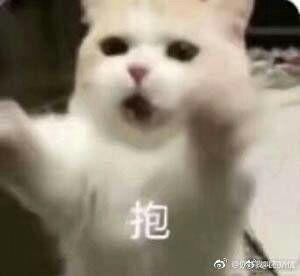 有哪些可爱到哭泣的猫咪图片或者表情包?