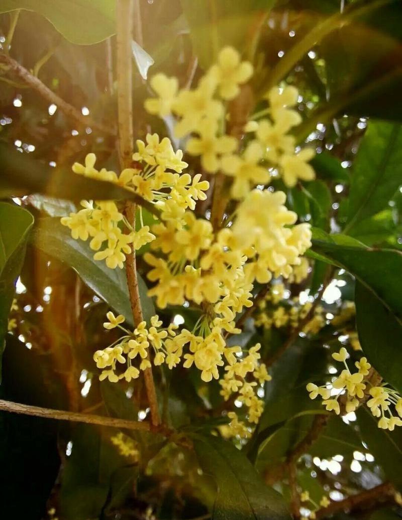 桂花醉