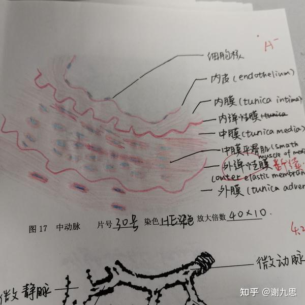 我也来记录一下我的组胚红蓝铅笔图图好耶