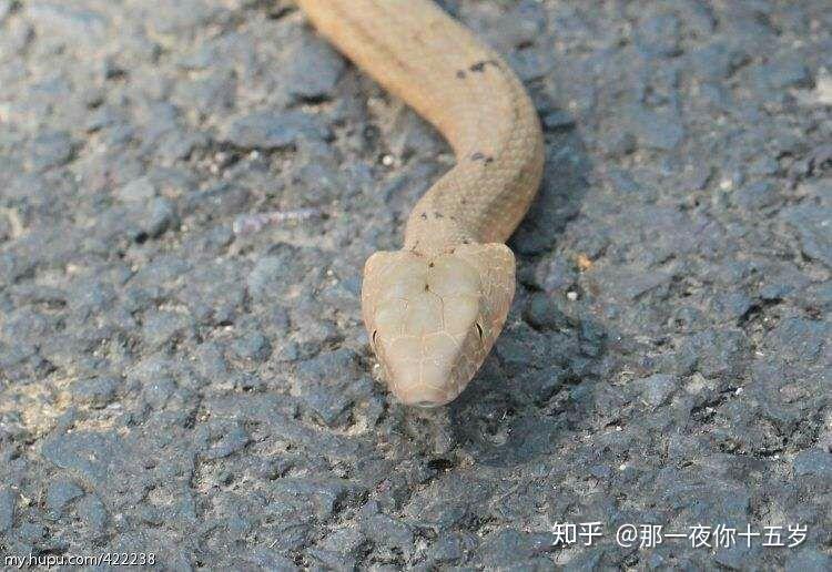 平头蛇与三角头蛇