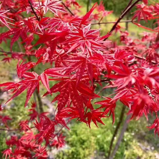 日本红枫红舞姬植物非试管高效快繁日本红枫红舞姬