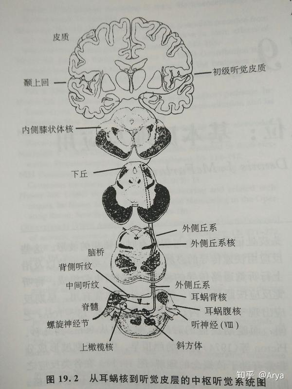 骨传导耳机可能对听觉障碍人群具有积极意义