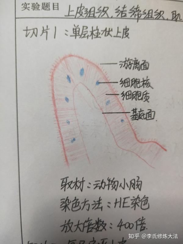 组胚中上皮组织,结缔组织,肌组织,神经组织切片观察