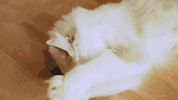 在布偶猫的世界颜值也先行 养猫是她的事业