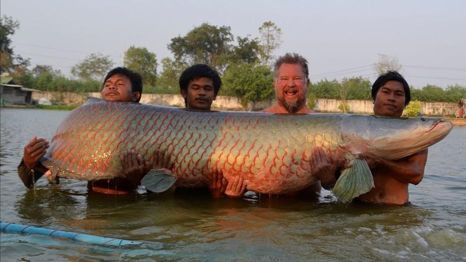 探钓亚马逊河流域神秘巨兽巨骨舌鱼