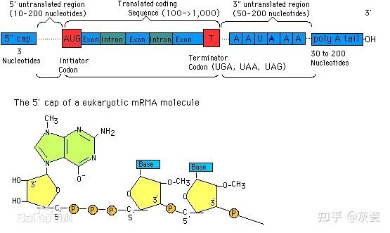 真核生物成熟mrna为什么两端均带有游离的3oh不应该是帽和尾吗