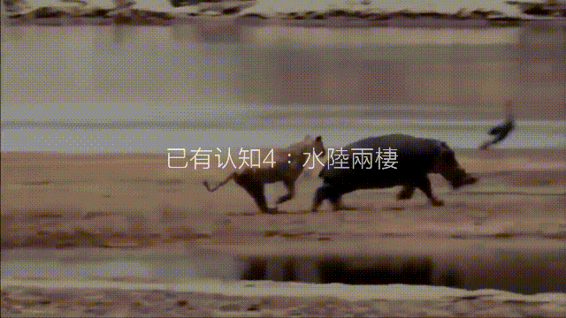 最超出想象的动物:这就是河马为什么是神兽的真正原因