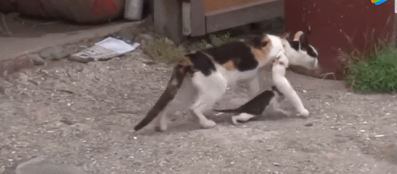 里的猫妈妈被渔网缠住了脖子,它的孩子也因为喂奶的时候被网挂住了,就