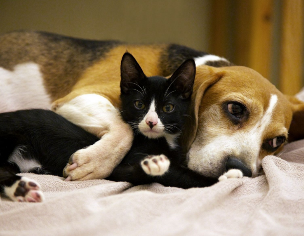 农村俗语猫狗不能两全有科学依据吗养猫好还是养狗好