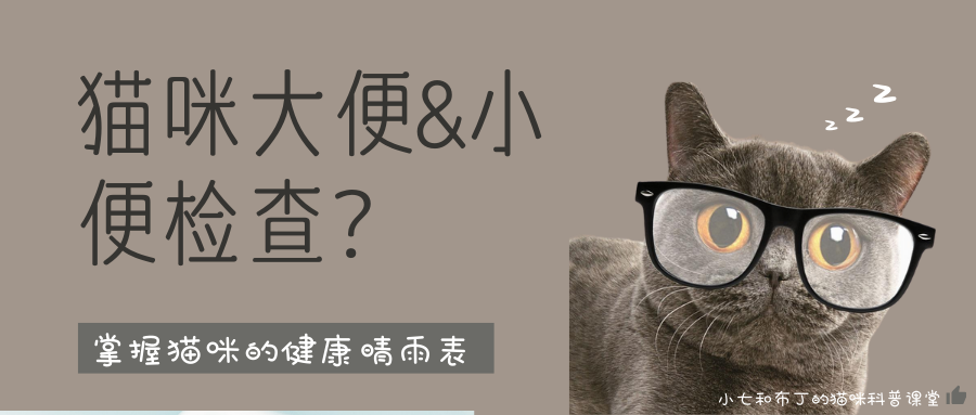 猫咪大便小便的检查指南重要