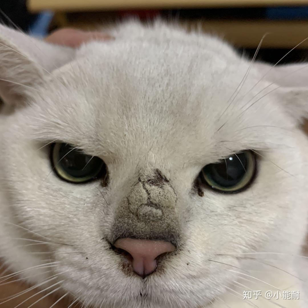 朋友家,两只猫,一个鼻子上得了藓,一个啥事没有,每天黏着新主人银渐层