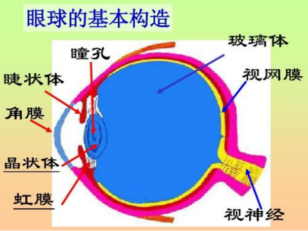 (一)附属结构:眼睑,睫毛,结膜,泪腺,睑板腺,眼外肌 (二)眼球壁 三层壁