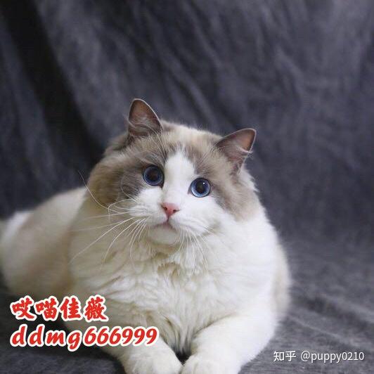 如何挑选蓝双布偶奶猫